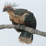 image of bird
