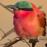 image of bird