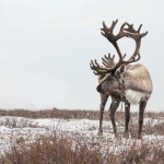 image of reindeer #39