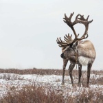 image of animal