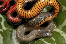 image of ringneck_snake