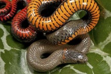 image of ringneck_snake #29