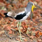 image of bird