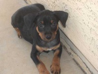 image of miniature_pinscher