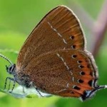 image of animal