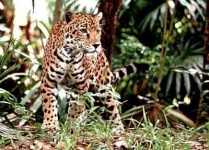 image of jaguar_car