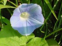 image of flower