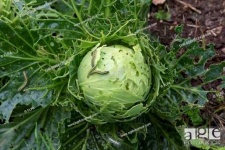 image of damage_to_cabbage_leaves