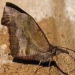 image of animal