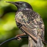image of bird