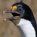 image of bird