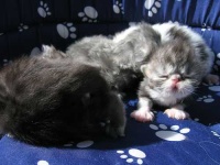 image of persian_cat