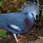 image of victoria_crowned_pigeon #24