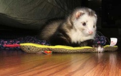 image of black_footed_ferret