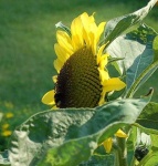 image of sunflower #5