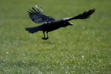 image of animal