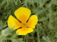 image of flower