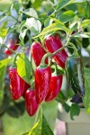 image of fruit_and_vegetable