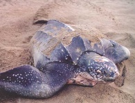 image of leatherback_turtle