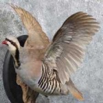 image of bird