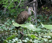 image of limpkin