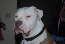 image of animal