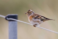 image of brambling