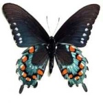 image of animal