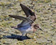 image of sandpiper #19