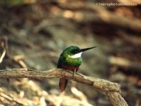 image of jacamar