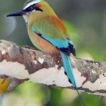 image of bird