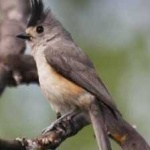 image of bird