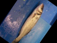 image of fish