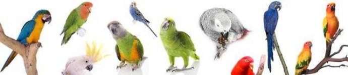 image of animal
