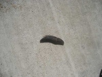 image of slug
