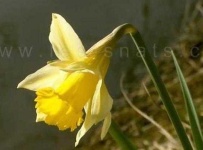 image of flower