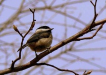 image of chickadee