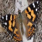 image of animal