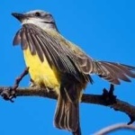 image of bird