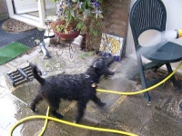 image of lakeland_terrier