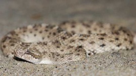 image of sidewinder