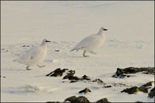 image of ptarmigan