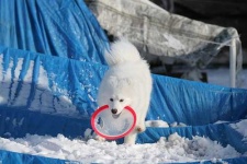 image of samoyed