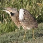 image of american_bittern #11