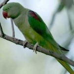 image of bird