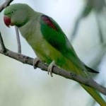 image of alexandrine_parakeet #19