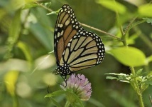 image of monarch