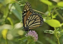 image of monarch #15