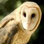 image of bird