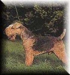 image of lakeland_terrier